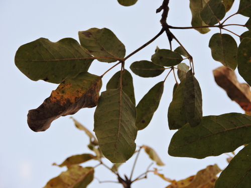 Image of Tabebuia aurea by (c) Fabrício Mil Homens Riella, some rights reserved (CC BY)