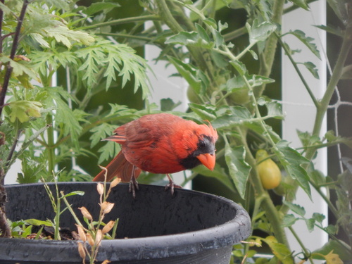 Northern Cardinal photographed in Rhode Island
