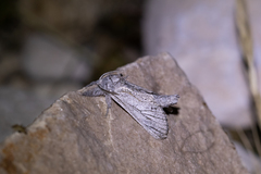 Inguromorpha itzalana