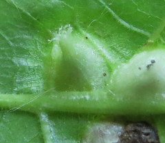 Phylloxera caryaesepta