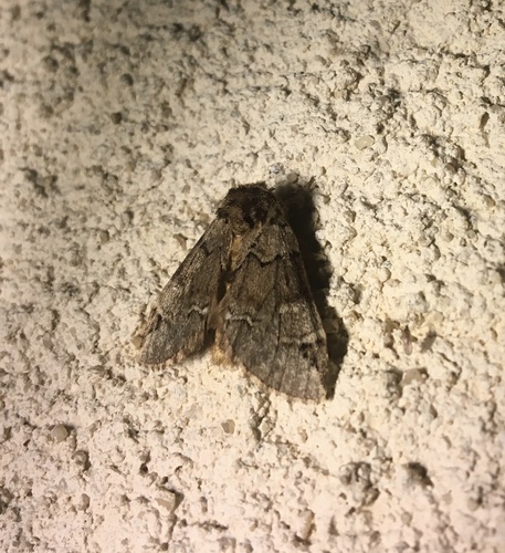 Drymonia obliterata