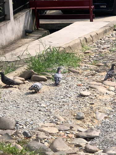 Feral Pigeon