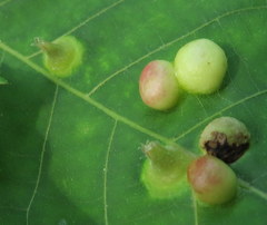 Phylloxera caryaesepta