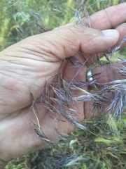 Bromus tectorum