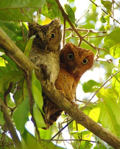 Sokoke Scops Owl (Otus ireneae), photo 9