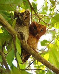 Otus ireneae