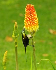 Nectarinia kilimensis