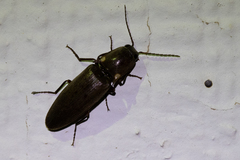 Deilelater physoderus