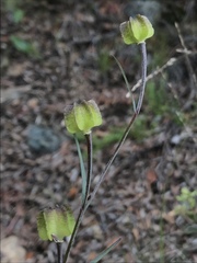 Fritillaria viridea