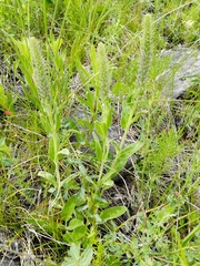 Veronica porphyriana