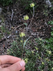 Fritillaria viridea