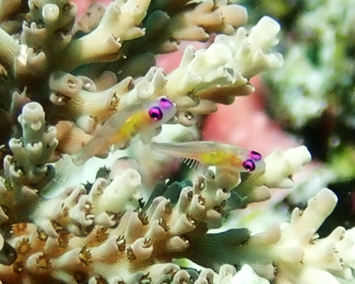 Hovering goby (Bryaninops natans) — Gobiidae