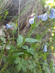 Mertensia lanceolata