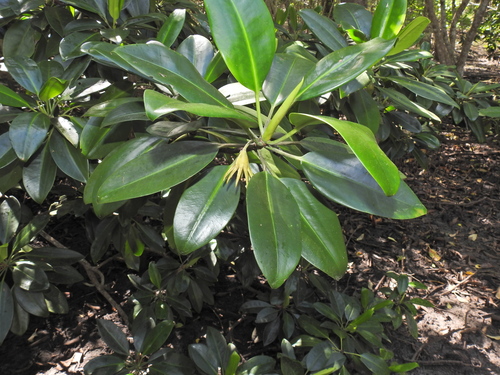 Bruguiera gymnorhiza iNat (3)