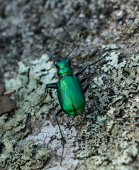 Cicindela denikei