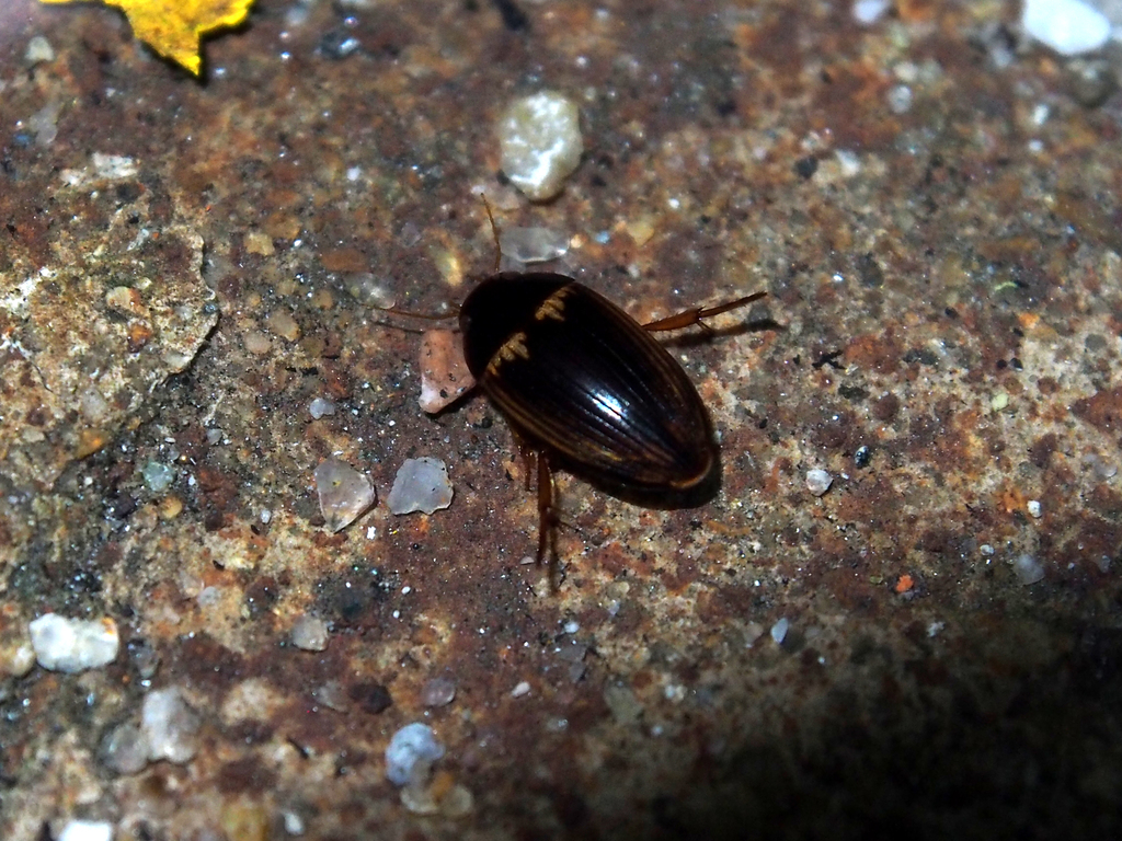 Copelatus sociennus