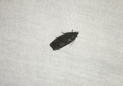 Gymnandrosoma punctidiscanum