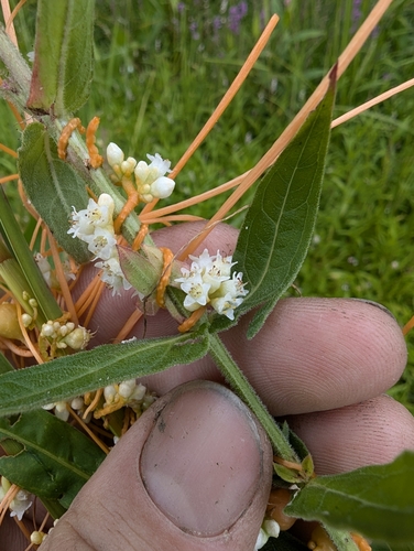 Image of Cuscuta gronovii by no rights reserved