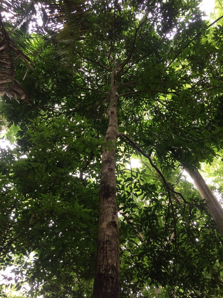 Mangifera dongnaiensis