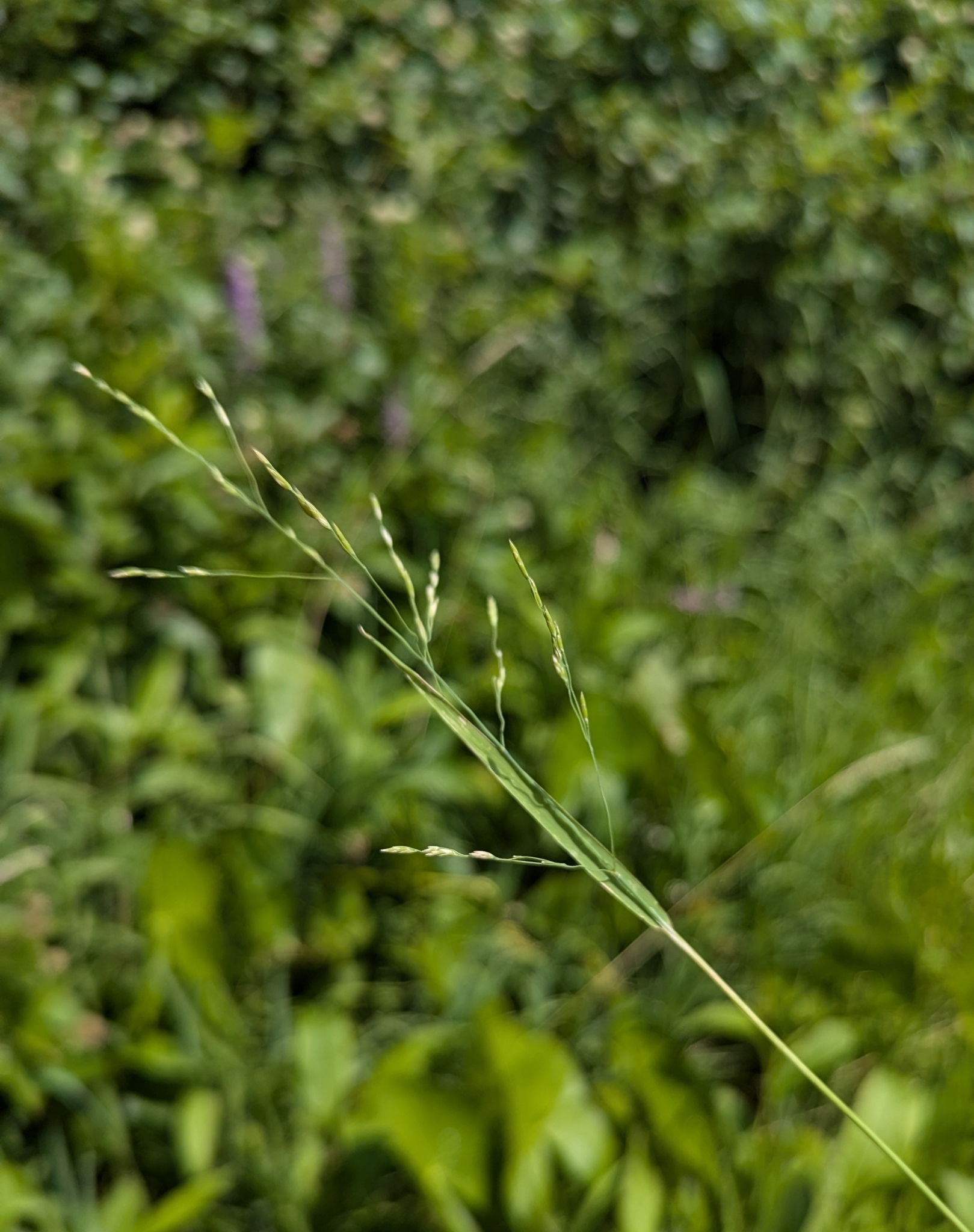 Imagem de Capim-arroz