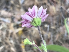 Hemizonia congesta luzulifolia