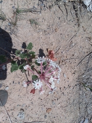 Tripterocalyx carneus