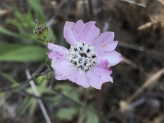 Hemizonia congesta luzulifolia
