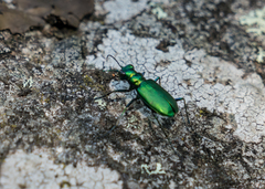 Cicindela denikei