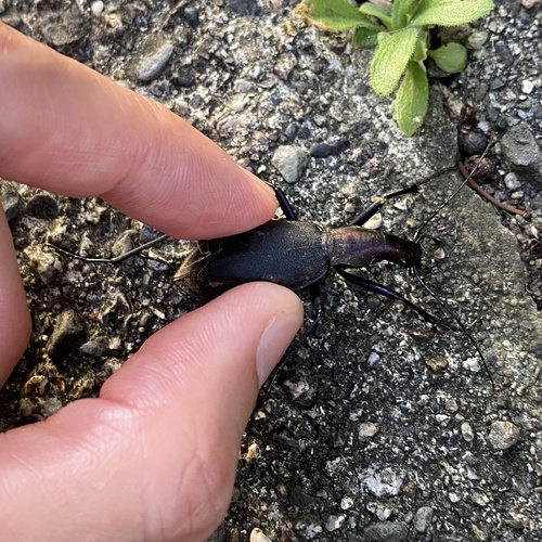 Snail-eating Beetle (Carabus blaptoides) · iNaturalist