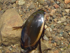 Dytiscus verticalis