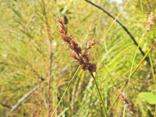 Image of Sporadanthus interruptus by (c) Scott W. Gavins, some rights reserved (CC BY)
