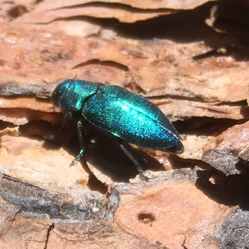 Phaenops gentilis