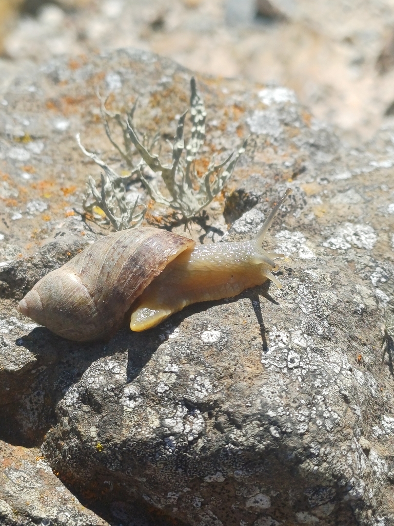 Plectostylus broderipii