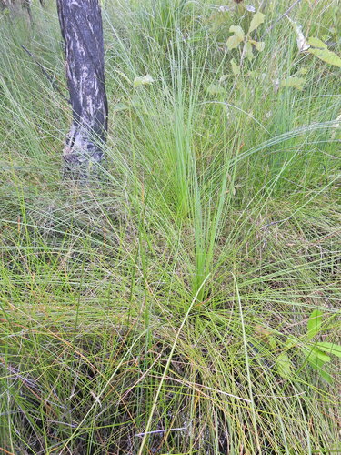 Image of Xanthorrhoea fulva by (c) Scott W. Gavins, some rights reserved (CC BY)