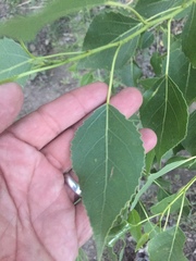Populus × acuminata