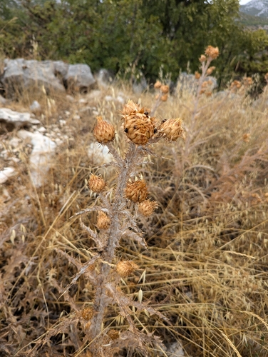 Image of Onopordum illyricum by no rights reserved