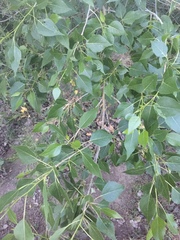 Populus × acuminata