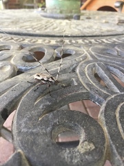 Acanthocinus nodosus