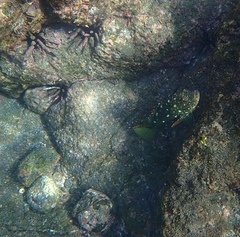 Epinephelus labriformis