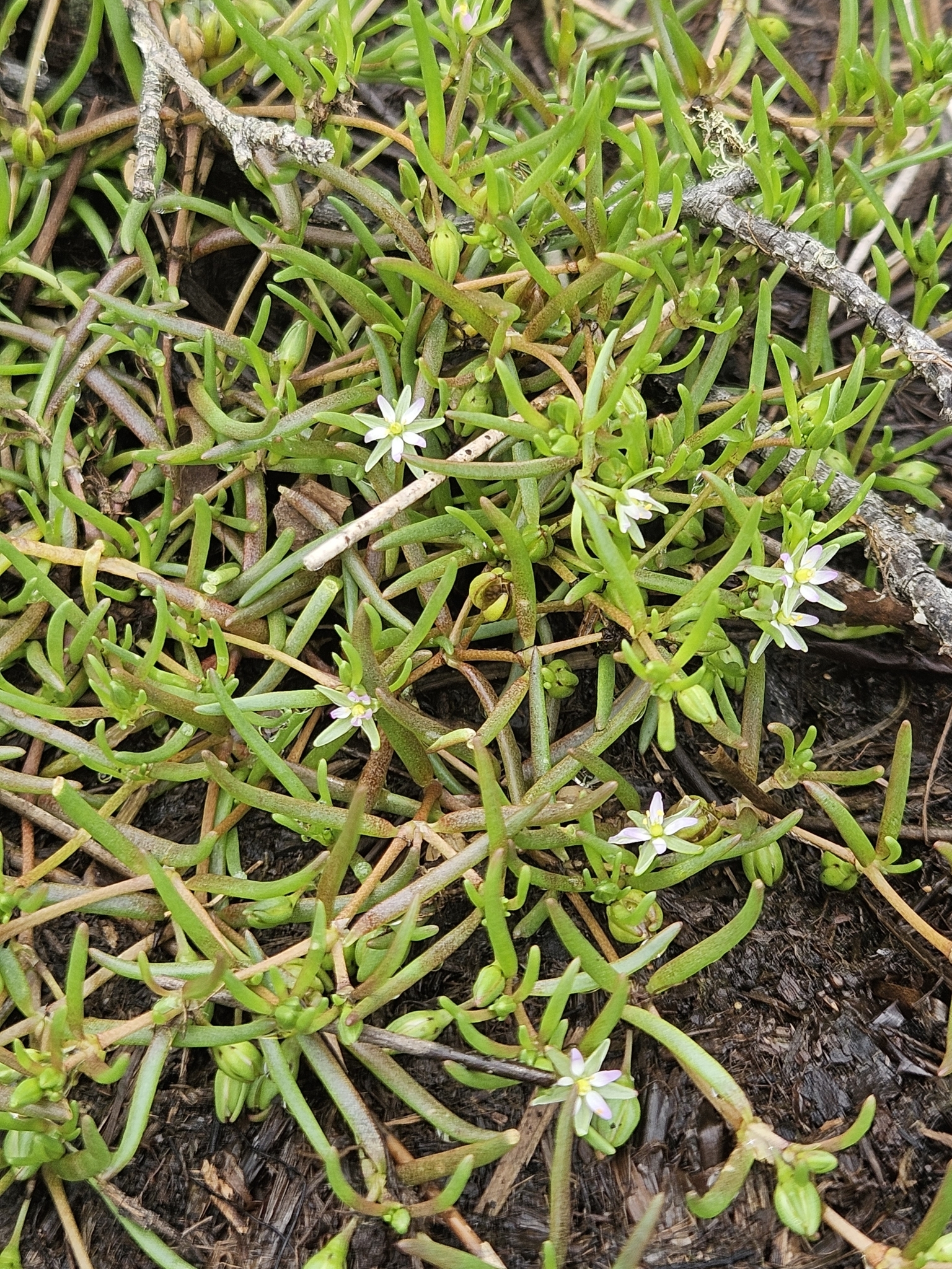 Spergularia canadensis