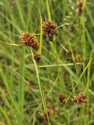 Image of Rhynchospora capitellata by (c) Mike Zifkin, some rights reserved (CC BY)