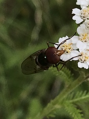 Copestylum vesicularium