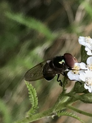 Copestylum vesicularium