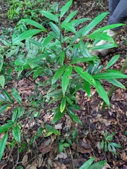 Anaxagorea javanica