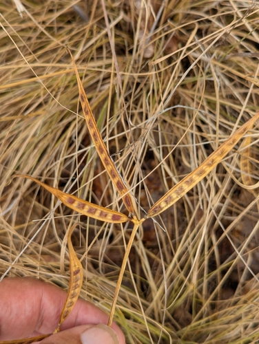 Image of Securigera securidaca by no rights reserved