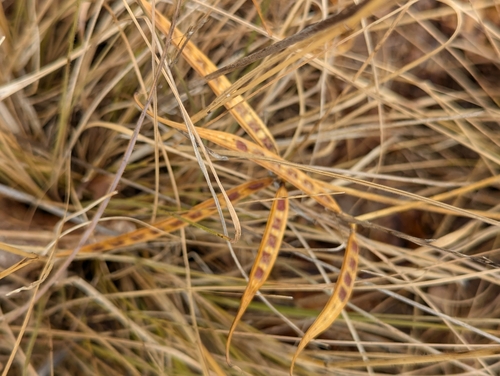 Image of Securigera securidaca by no rights reserved