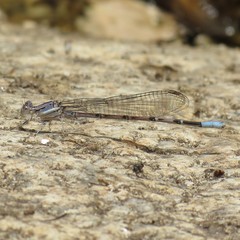 Argia munda