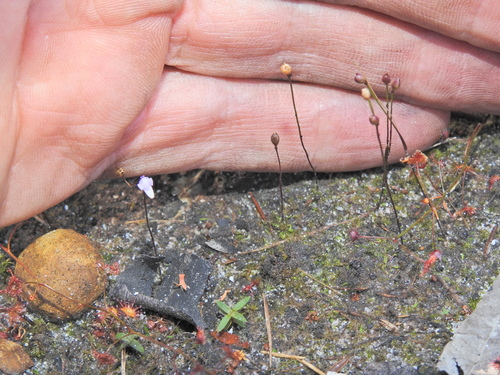 Image of Utricularia lateriflora by (c) Scott W. Gavins, some rights reserved (CC BY)