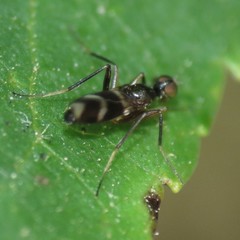 Tachydromiinae