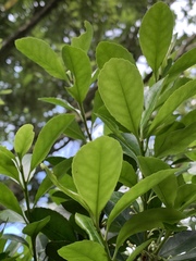 Ilex maximowicziana